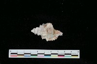 藏品(金口法螺)的圖片